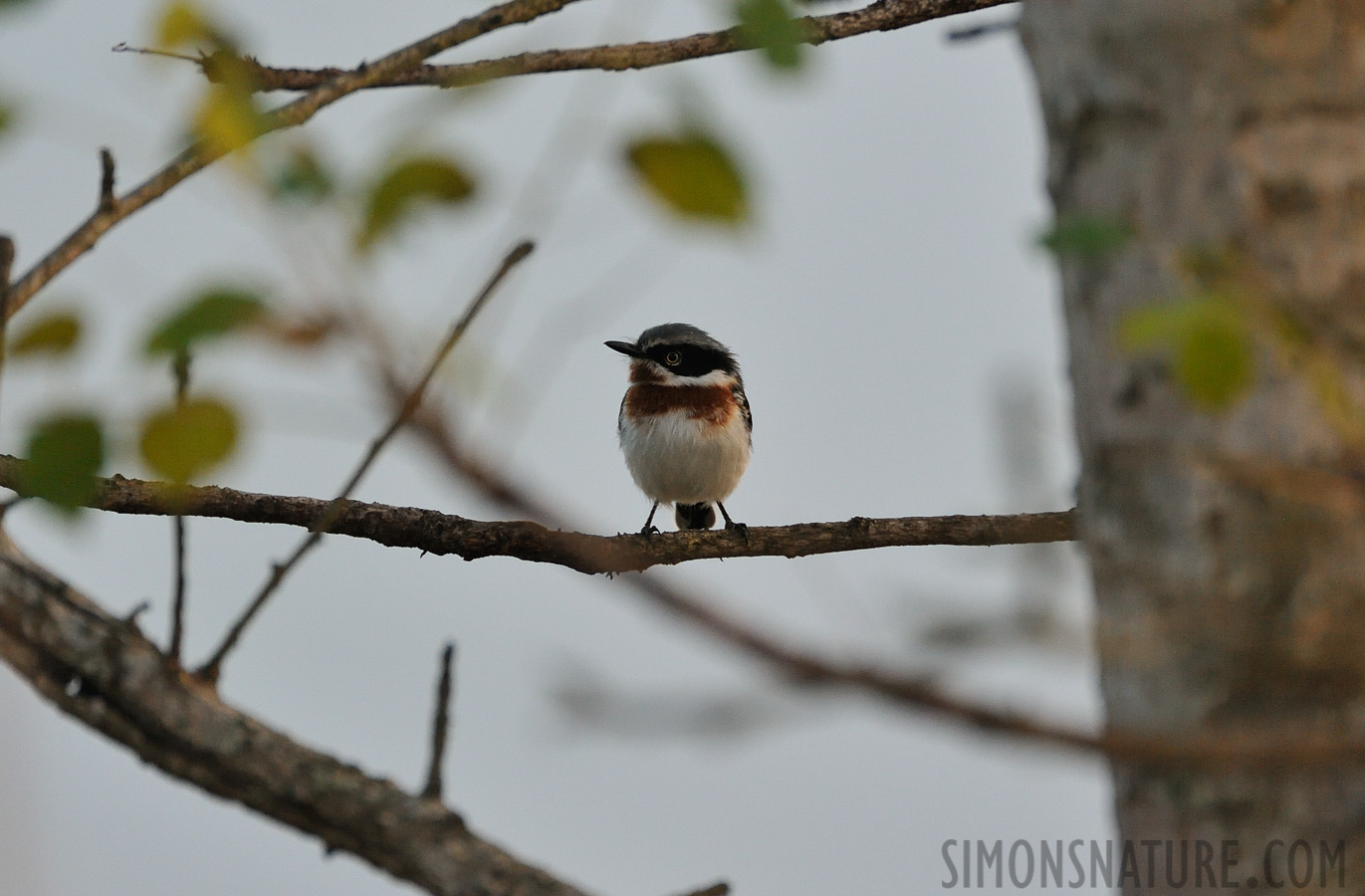 Batis molitor molitor [550 mm, 1/500 sec at f / 6.3, ISO 2500]